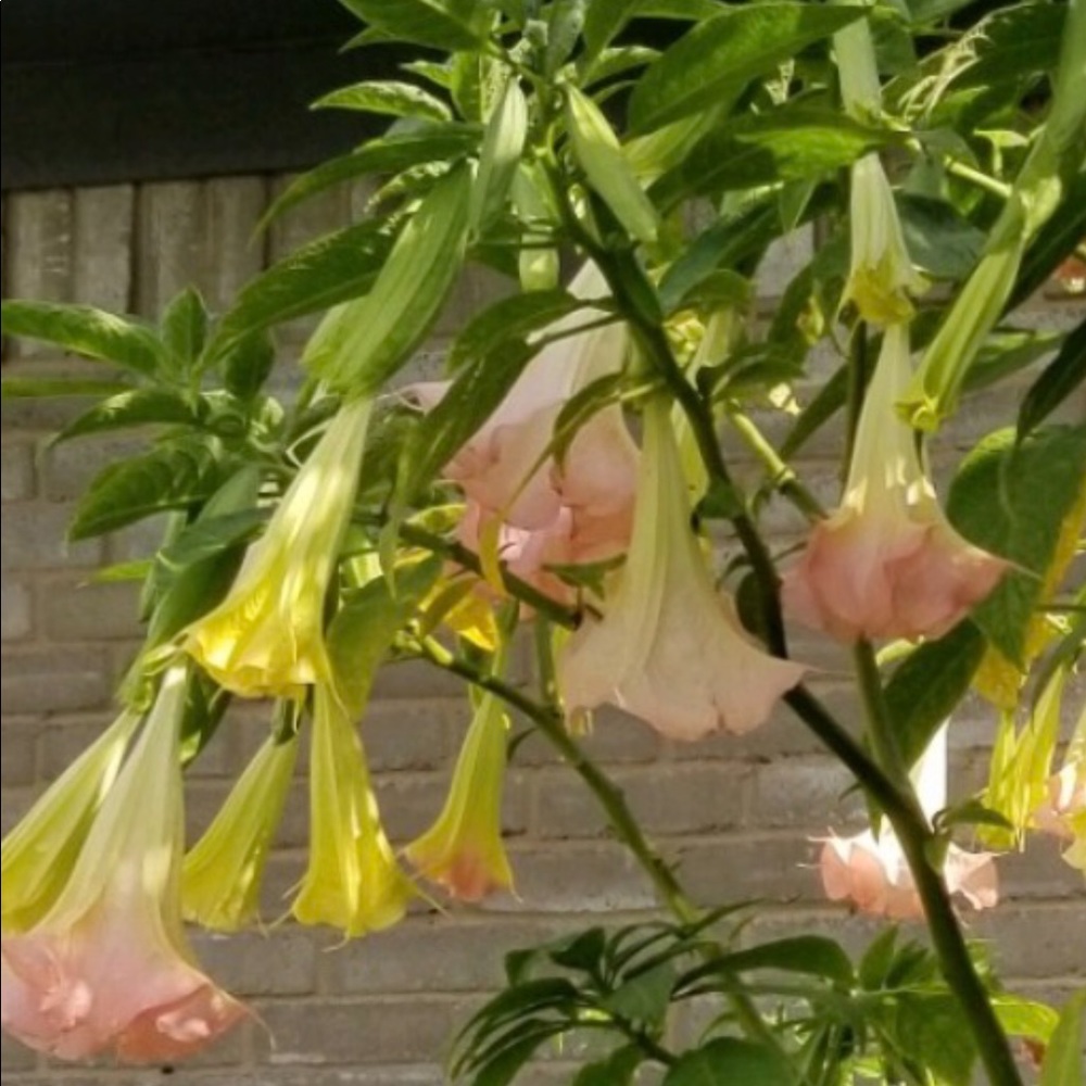 Angel Trumpet Tree Live rooted Plants, Blooms Pink and Yellow